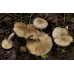 Мицелий Млечника жгуче-млечного / Млечник садовый (Lactarius pyrogalus)
